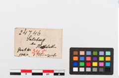 Etiketten zu Tierzahn (NHMW-PRAE-024746)